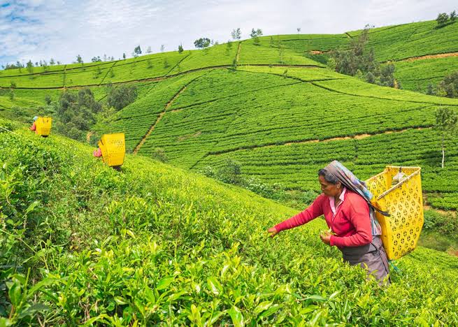 Tea Highlands